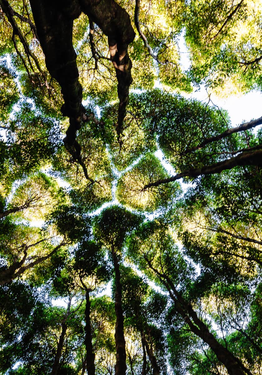 John Templeton Foundation Visual Identity Trees Looking up