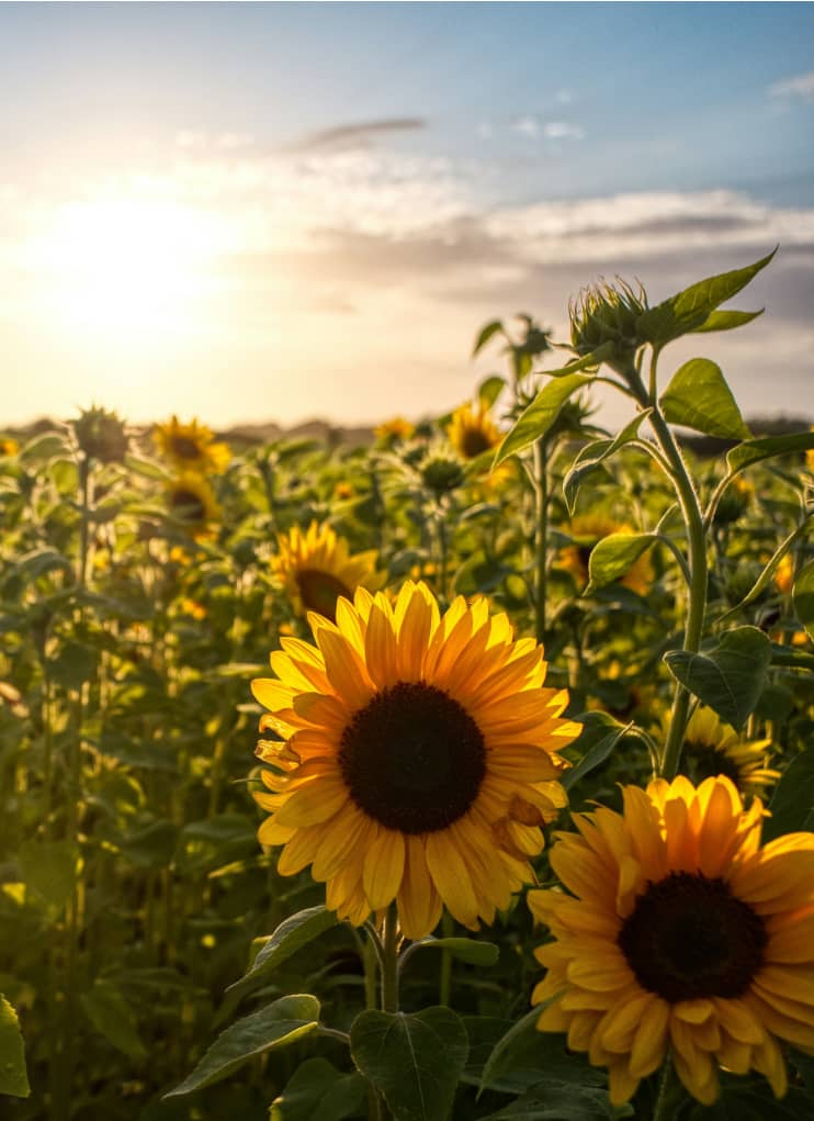 A field of sunflowers